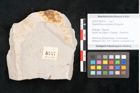 Foto (Objekt + Etikett) von Glyptostrobus europaeus Brongniart (NHMW-GEO-2024-0188-6757)